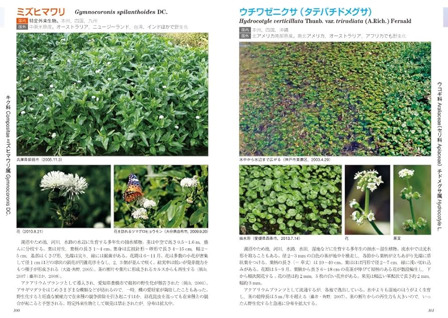 日本水草図鑑 51tqqFKtA0L._AC_SY200_QL15_.jpg
